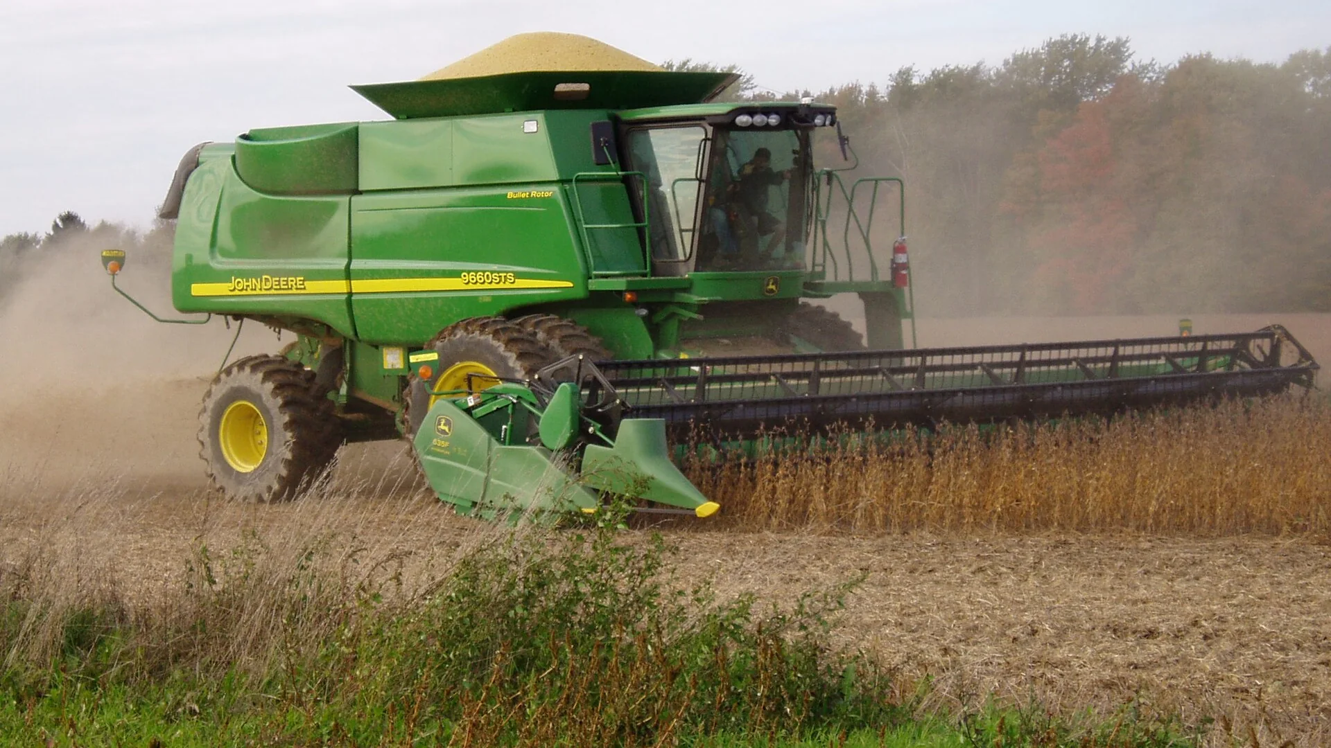 Soybean